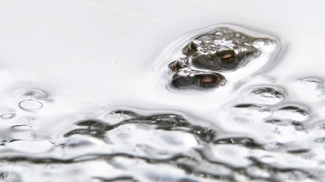 Couple of Common toads / European toads (Bufo bufo) in amplexus diving under frogspawn in pond
