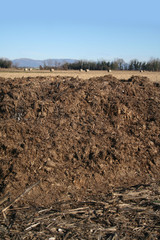 Organic fertilizer. Cow manure for agriculture in the field on winter season