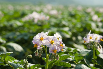 ジャガイモの花薄紫と黄色のハーモニー