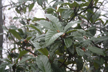Obraz premium Japanese Medlar or Loquat tree in the garden under the rain on winter season