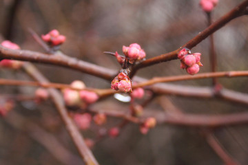 Cydonia or Chaenomeles japonica bush withl pink blossoms. Japanese quince in bloom on winter. 