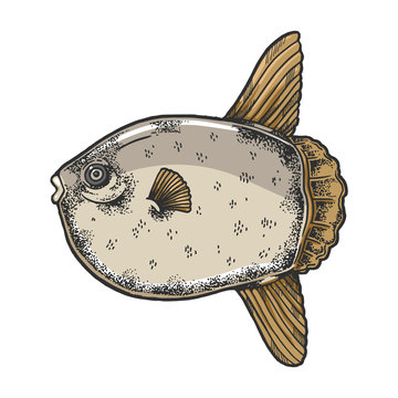 recommend clip art: Ocean sunfish animal sketch engraving vector illustration. Scratch board style imitation. Black and white hand drawn image.