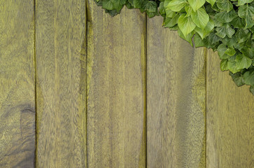 Wood planks covered by green leaves. Green ivy leaves climbing on wooden fence. Natural background texture.