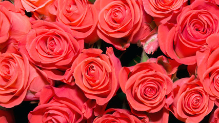 Background of bouquets of flowers. Roses. Design. Close up.