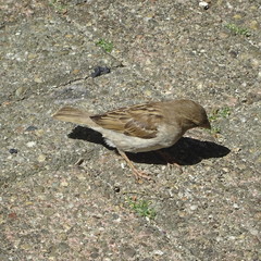 Bird Prunella modularis  Prunellidae Heggenmussen