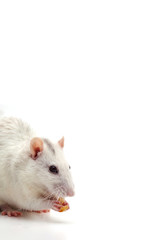 The white rat holds food in its paws. On a white background.