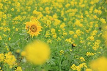 南伊豆町日野　菜の花畑に咲くひまわり