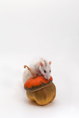 A white rat is sitting on a pumpkin.  On a white background.