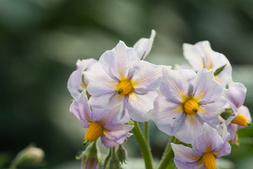 ジャガイモの花薄紫と黄色のハーモニー