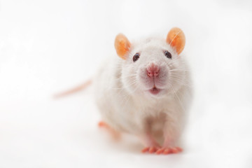 Rat, isolated on white background