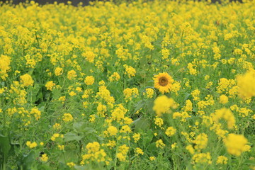 南伊豆町日野　菜の花畑に咲くひまわり