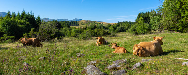 Vaches près du lac de Guery, Auvergne, France - 319717384