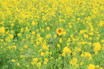 南伊豆町日野　菜の花畑に咲くひまわり