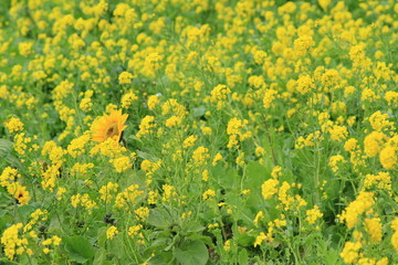 南伊豆町日野　菜の花畑に咲くひまわり