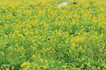 南伊豆町日野　菜の花畑