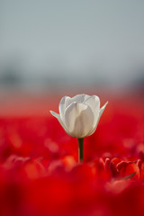 White tulip in red field Dutch flower