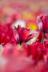 Fototapeta na wymiar Spring tulips in the field