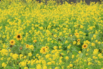 南伊豆町日野　菜の花畑に咲くひまわり