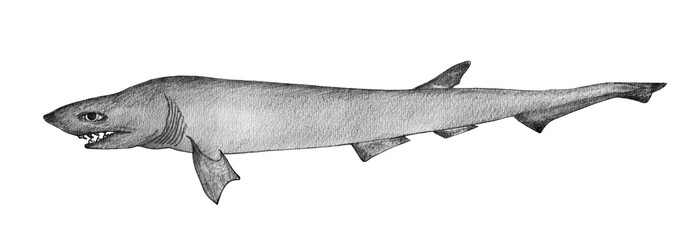 Fototapeta premium Sevengilled shark. Hand drawn black pencil realistic illustration.