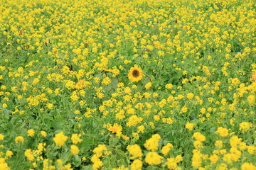 南伊豆町日野　菜の花畑に咲くひまわり
