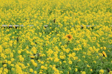 南伊豆町日野　菜の花畑に咲くひまわり