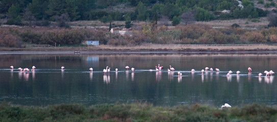 Flamants roses