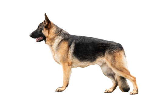 German Shepherd, Life is Better, White Background (1000 Piece