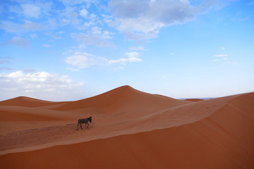 Burro en el desierto
