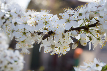 flowering trees in spring,flowering white flowers of fruit trees in the garden