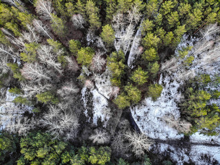 Autumn forest view from above.