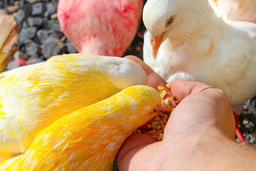 Man feeding yellow and orange colorful doves