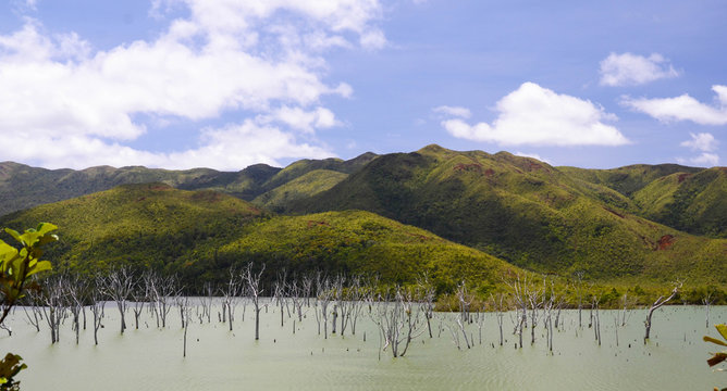 For&ecirc;t noy&eacute;e du lac de Yat&eacute; en Nouvelle Cal&eacute;donie 