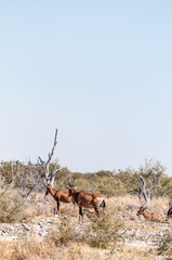 A herd of Red Hartebeest - Alcelaphus buselaphus Caama- also known as the Kongoni, or Cape Hartebeest on the plains of Etosha National Park.