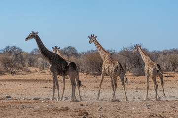 Tree Angolan Giraffes - Giraffa giraffa angolensis standing near a waterhole in Etosha national park, Namibia.