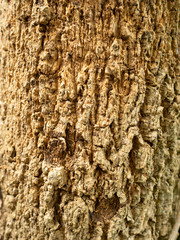 brown tree trunk, texture. use for background