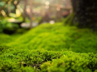 Fototapeten Lush green mossy forest with old tree log background for product display montages. beautiful sunlight shine on the moss, nature background in rainforest in tropical country.  © phoomrat