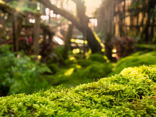 Lush green moss forest with old tree with moss. Background