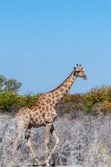 Naklejka na ściany i meble An Angolan Giraffe - Giraffa giraffa angolensis- standing on the plains of Etosha national Park in Namibia.