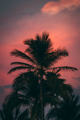 Fototapeta na wymiar Tropical palm tree pink sky