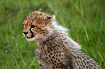 Obraz na płótnie Canvas cheetah Gepard