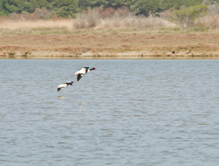 Canards 