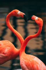 Foto op Canvas Flamingo is verliefd © Jeanine