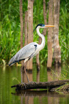 Gar&ccedil;a Moura no rio - heron fishing in the river