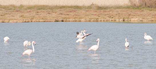 Envol de flamants roses