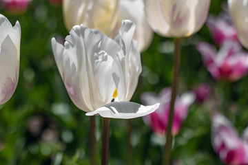 White tulip in the garden