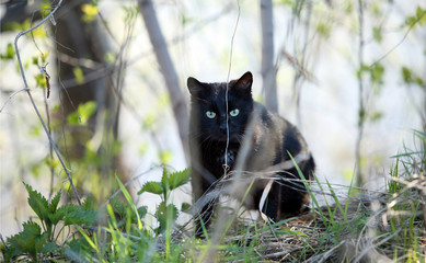 portrait of a black cat