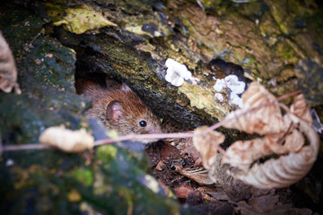 Wood Mouse in Forest (Apodemus sylvaticus)