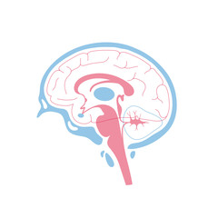 Vector illustration of human brain anatomy 