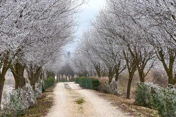 Alley with Trees Covered with Rime Ice