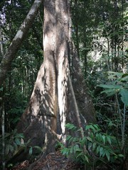 &Ouml;kotourismus - Dschungelwanderung Thailand